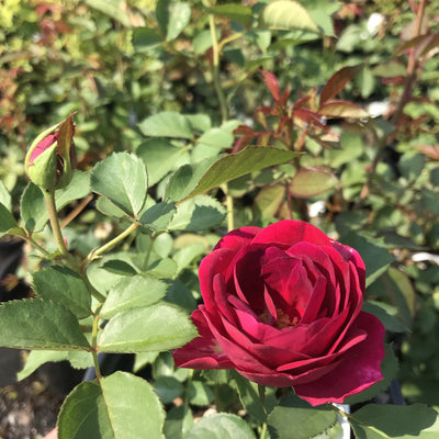 Celestial Night Rose