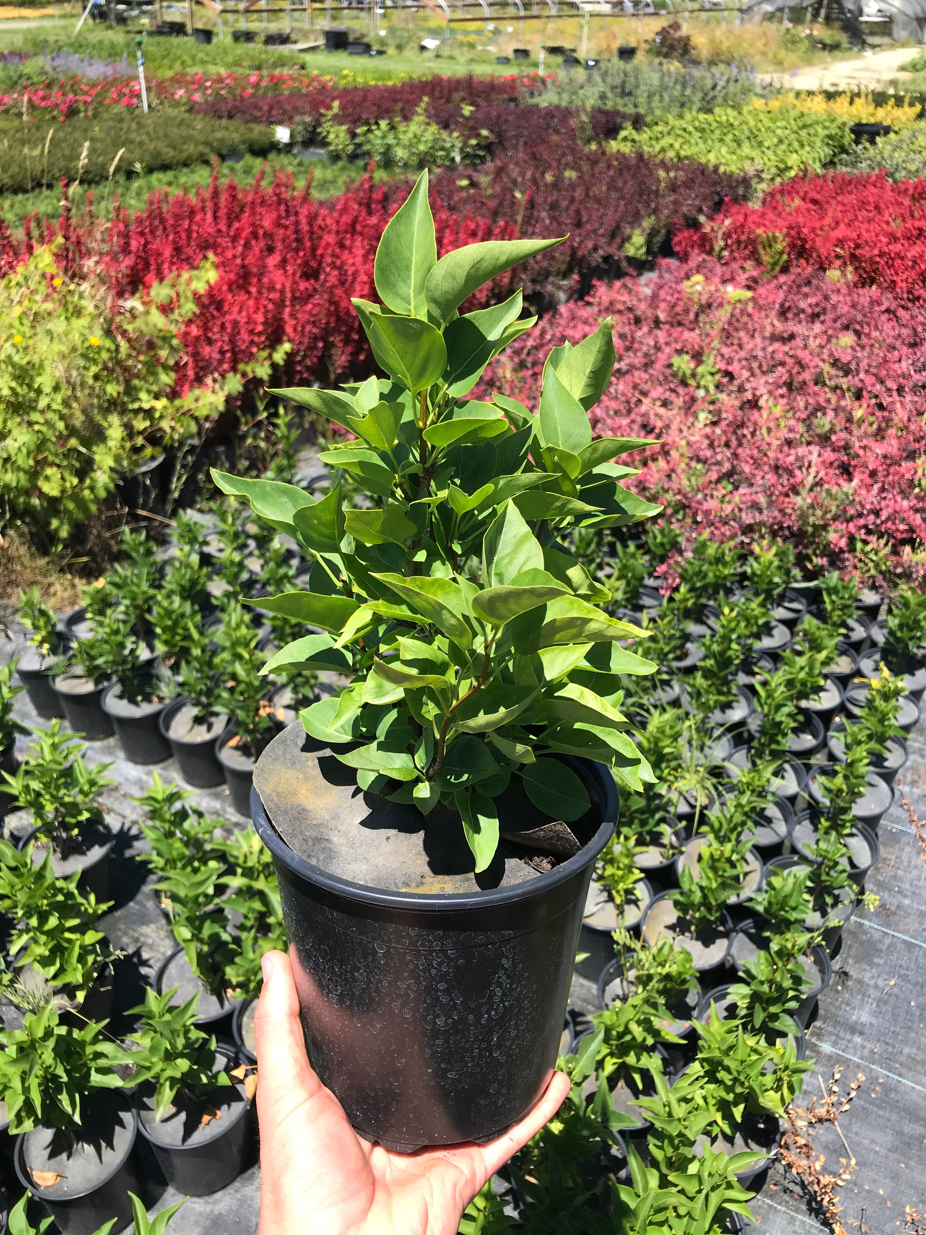 Madame Lemoine French Lilac