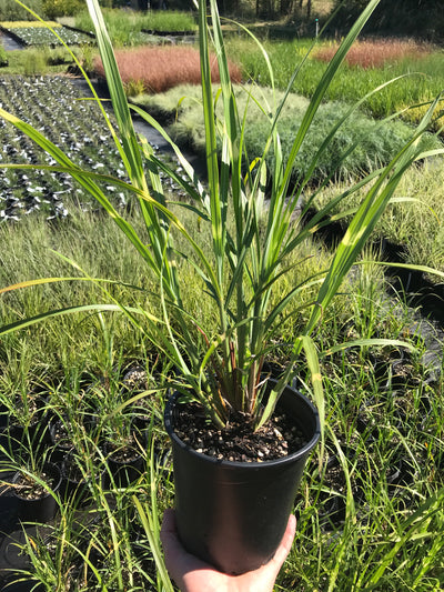 Zebra Grass