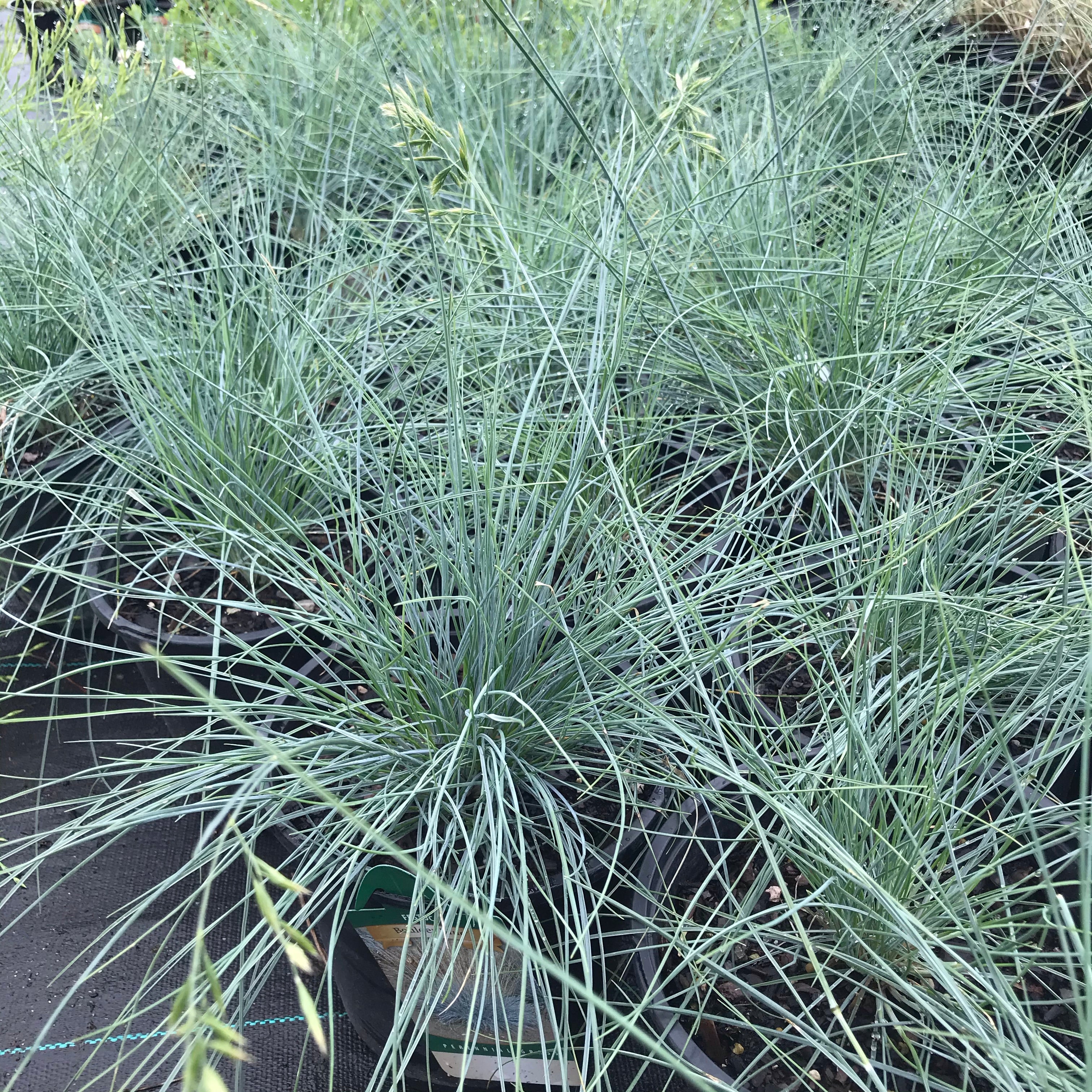Boulder Blue Fescue