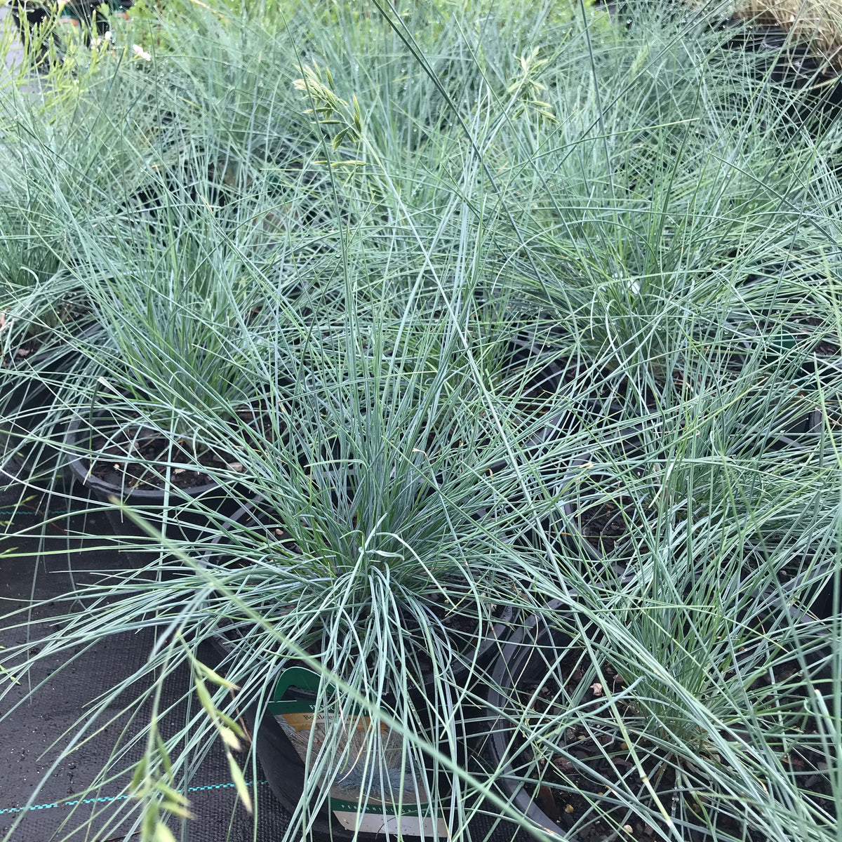 Boulder Blue Fescue