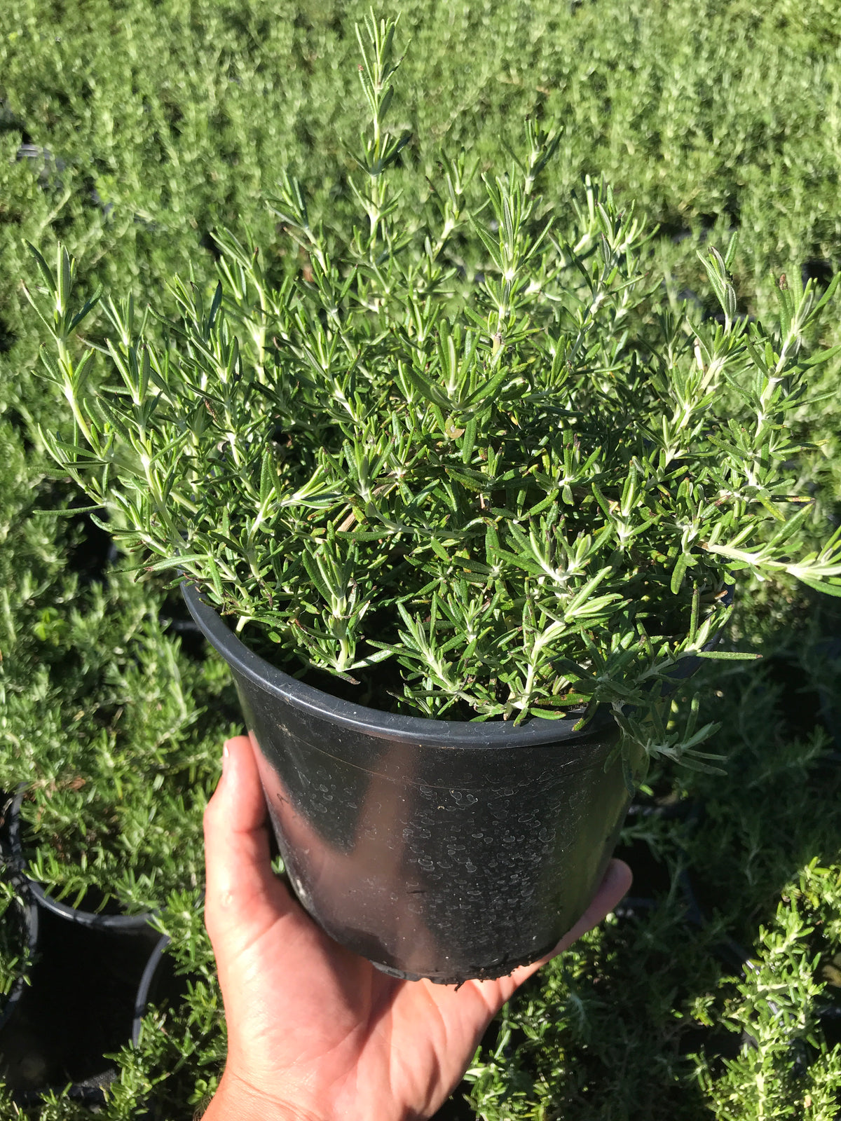 Creeping Rosemary