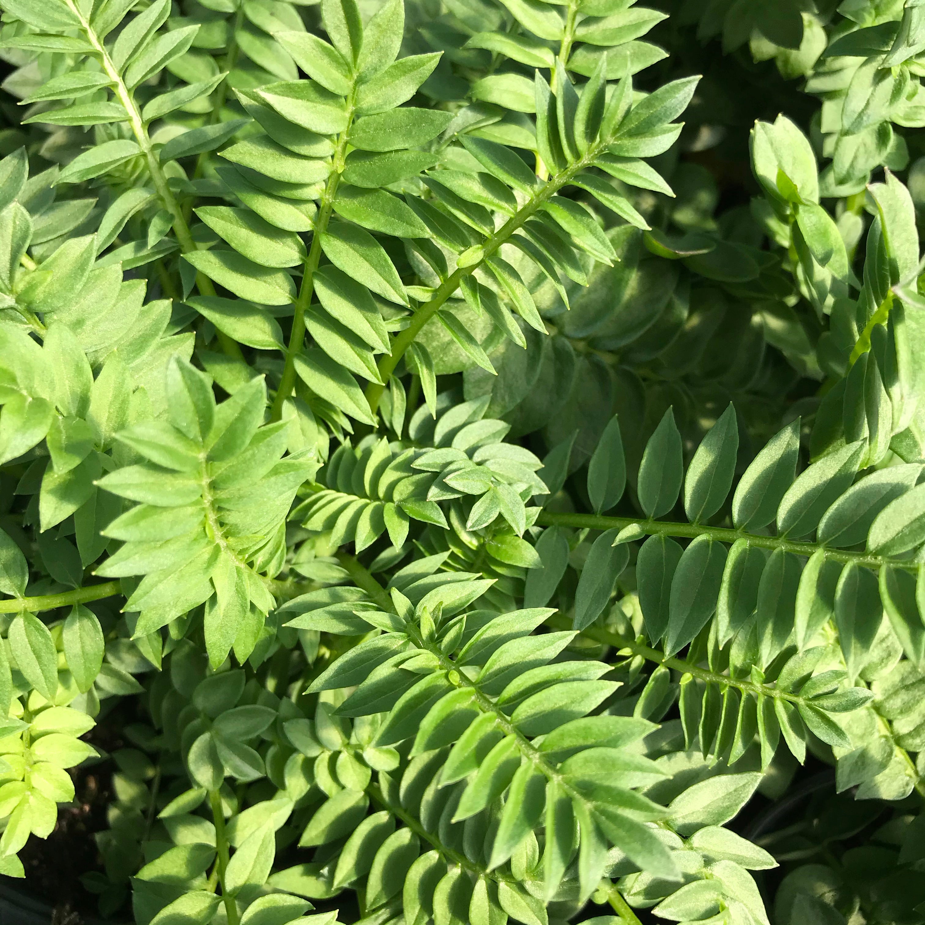 Jacob’s Ladder 'Heavenly Habit'