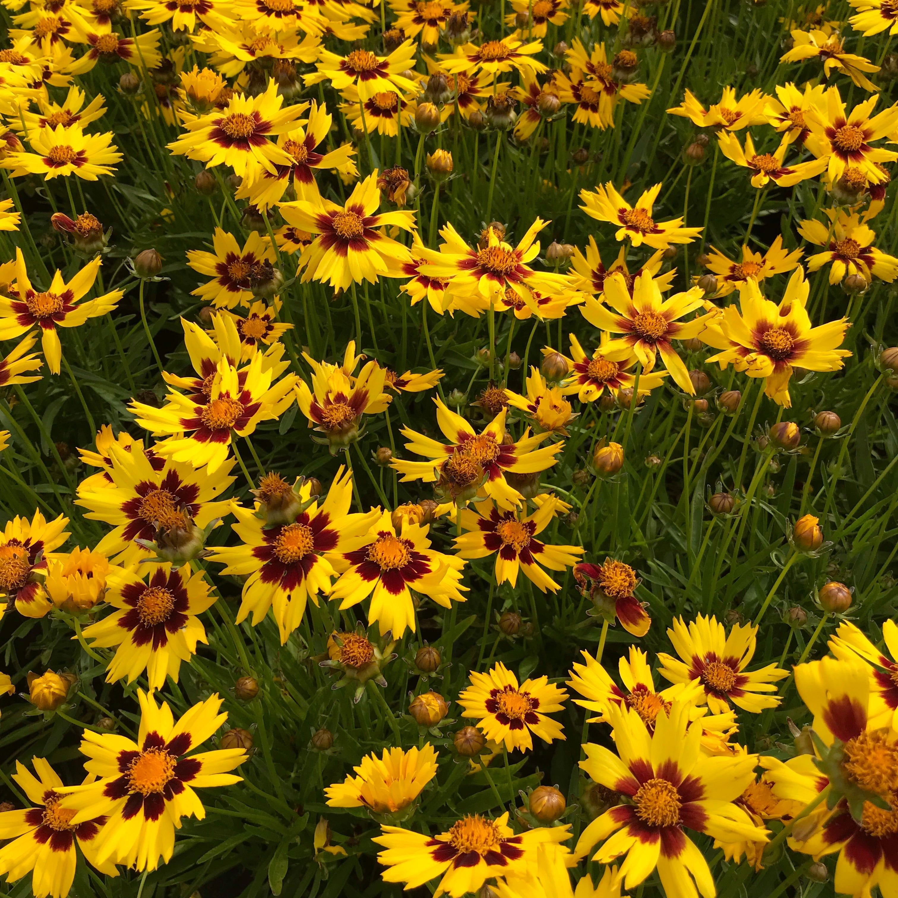 Coreopsis 'SunKiss'