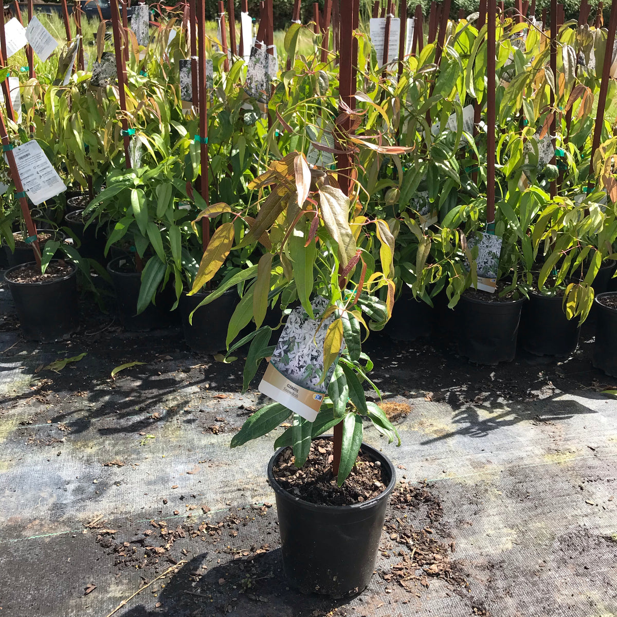 Clematis ‘Snowdrift’