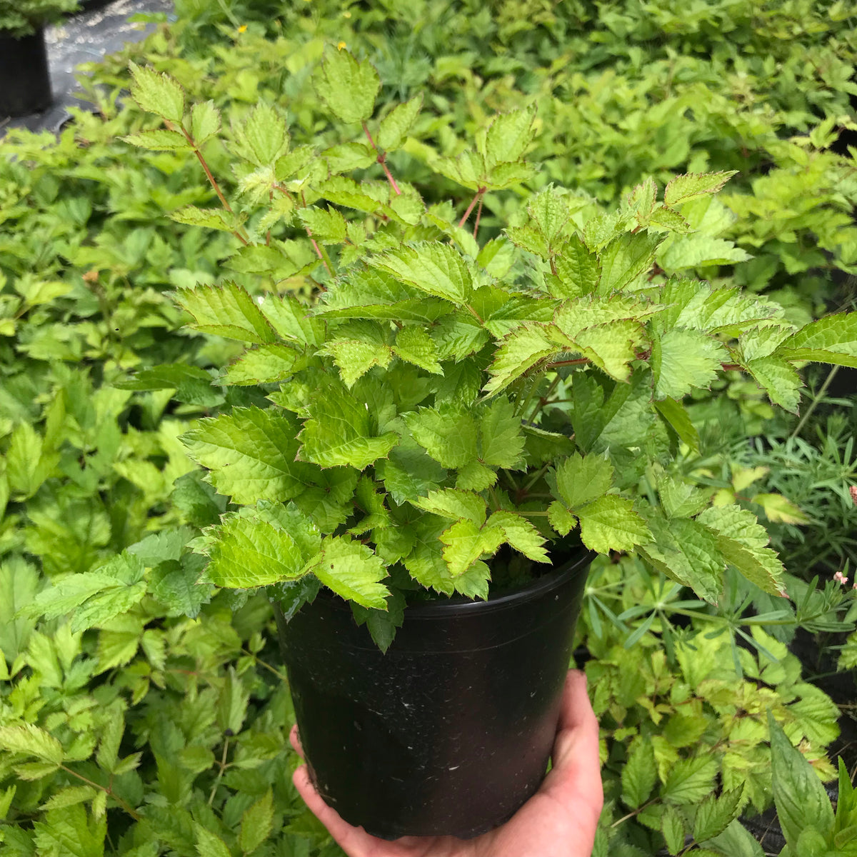 Astilbe ‘Pumila’