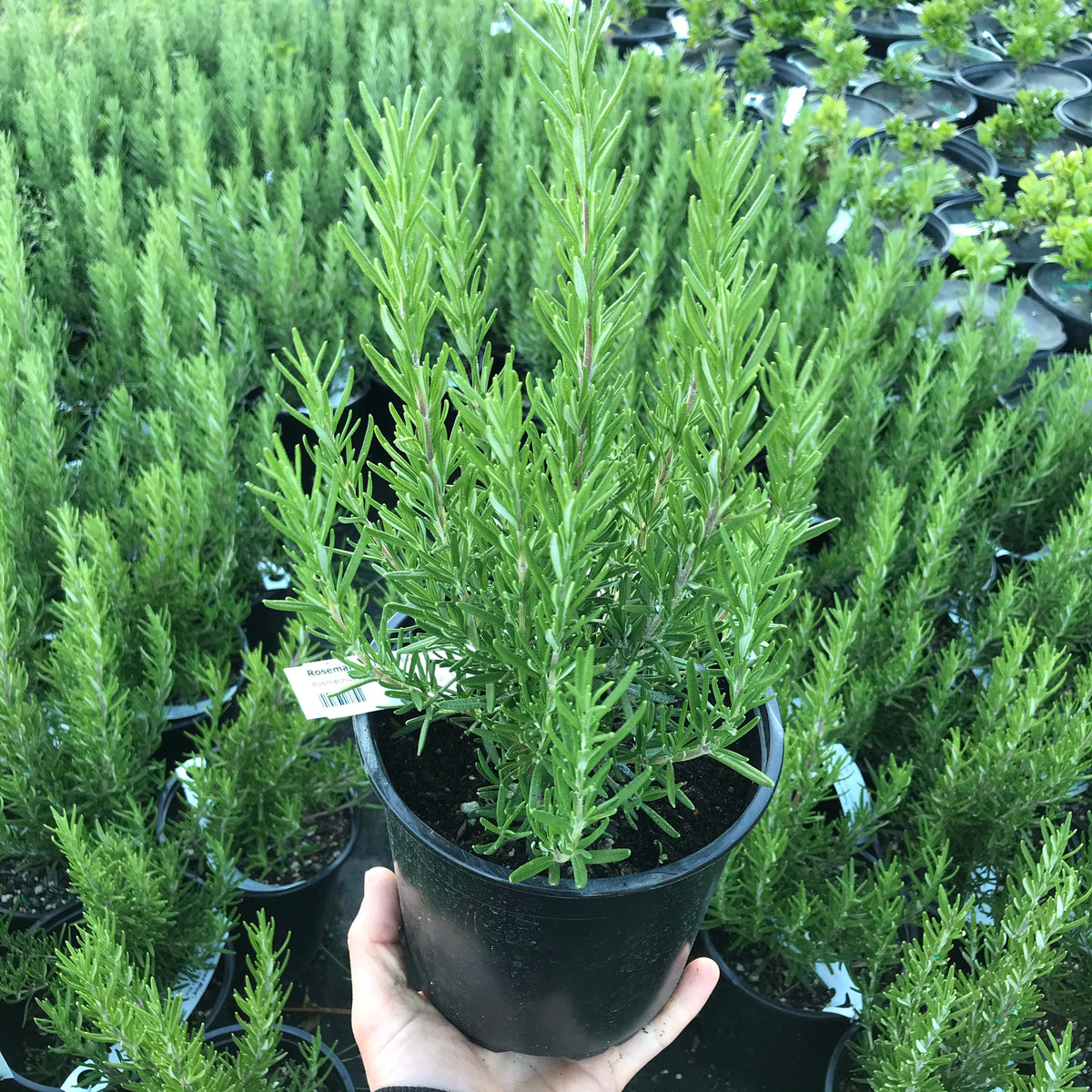 Rosemary &#39;Tuscan Blue&#39;