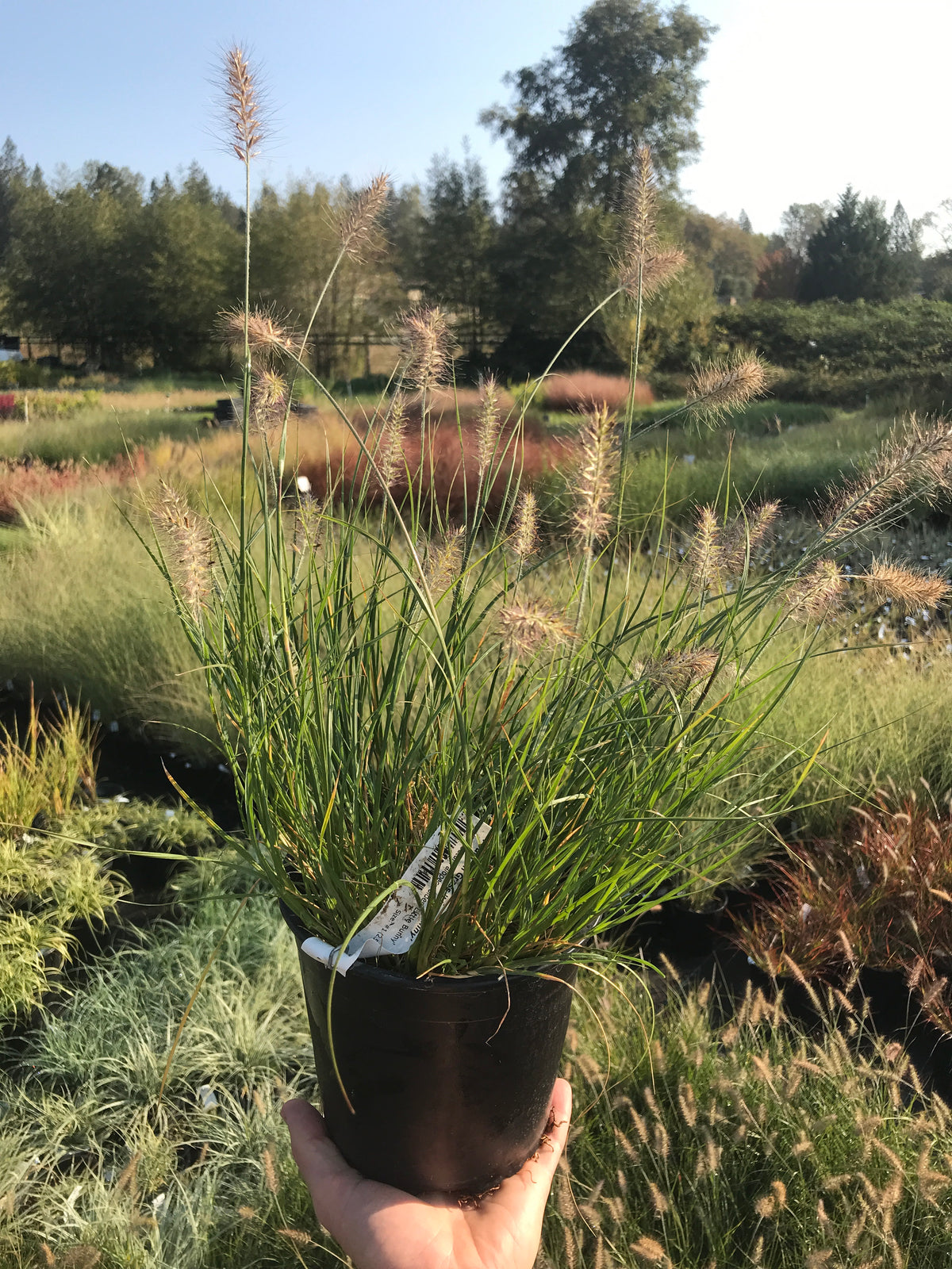 Fountain Grass &#39;Little Bunny&#39;