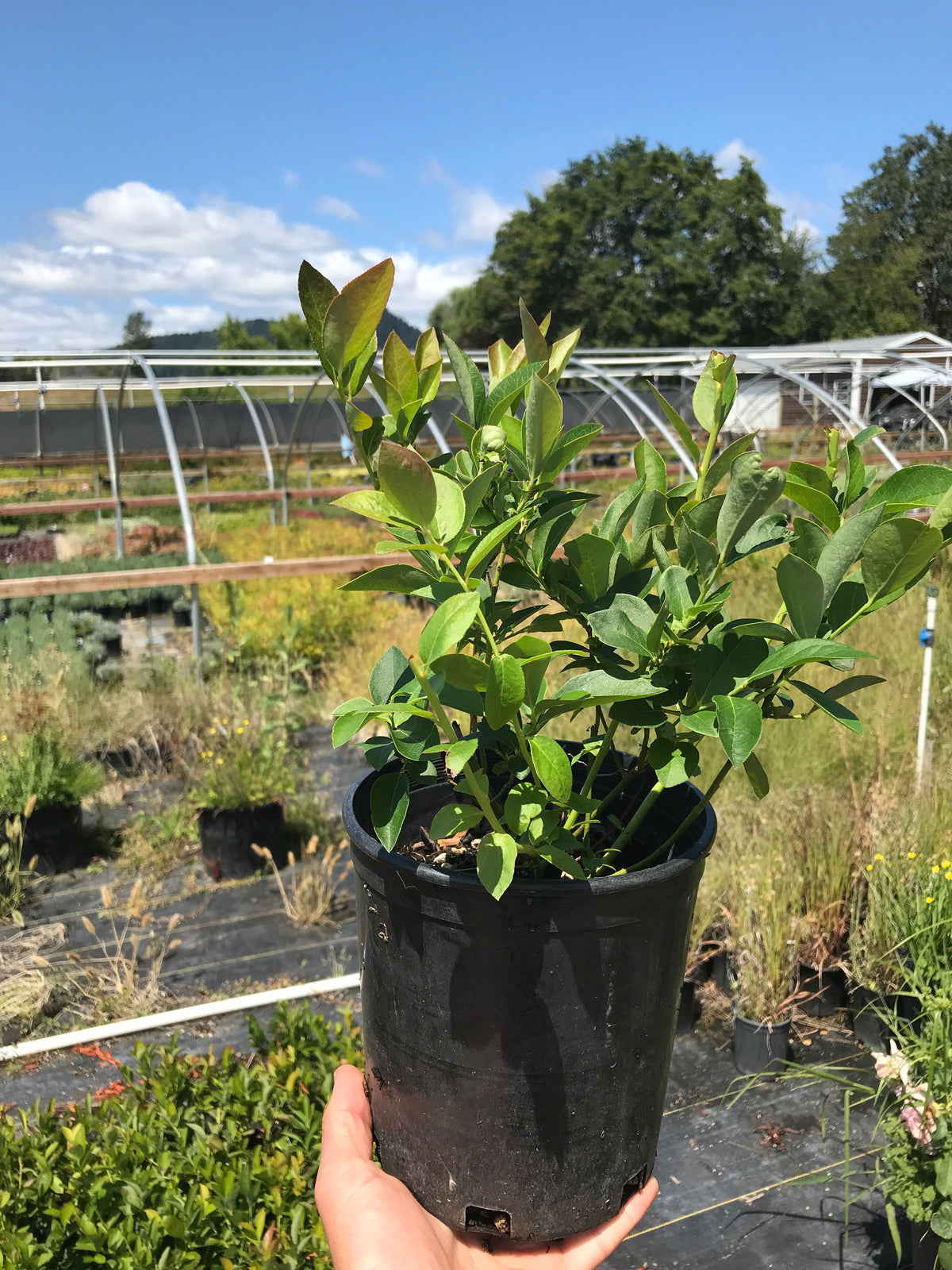 Chandler Blueberry for Sale Online The Greenhouse