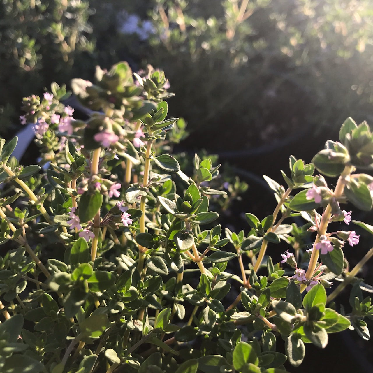 English Thyme