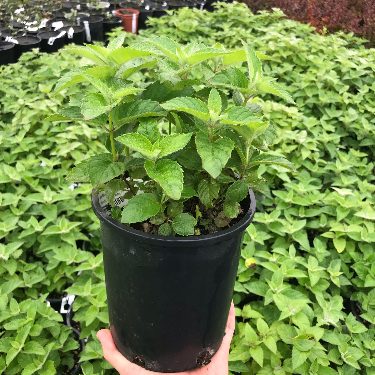 Bee Balm &#39;Bee-Free&#39;