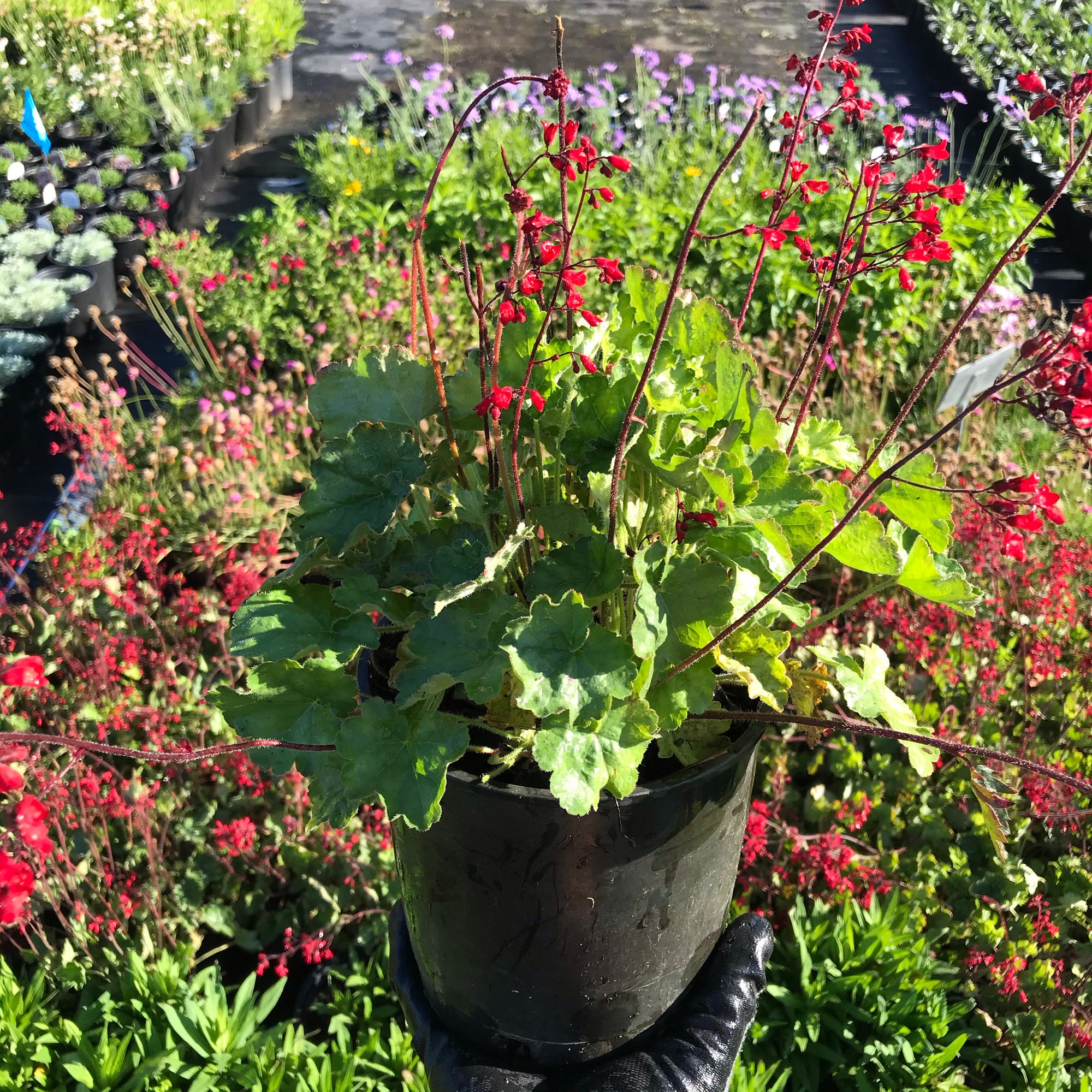 Heuchera 'Bressingham'