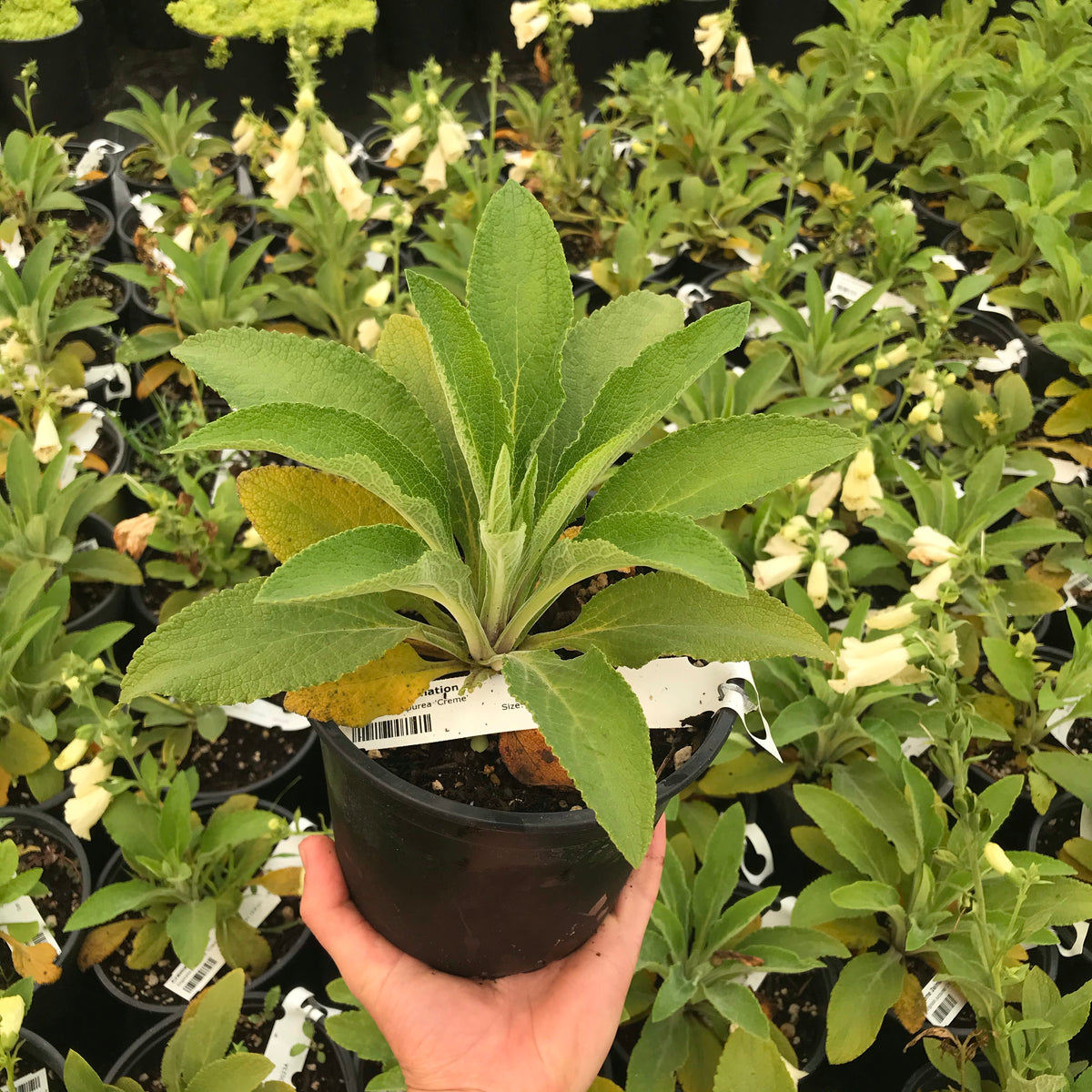Foxglove &#39;Dalmatian Creme&#39;