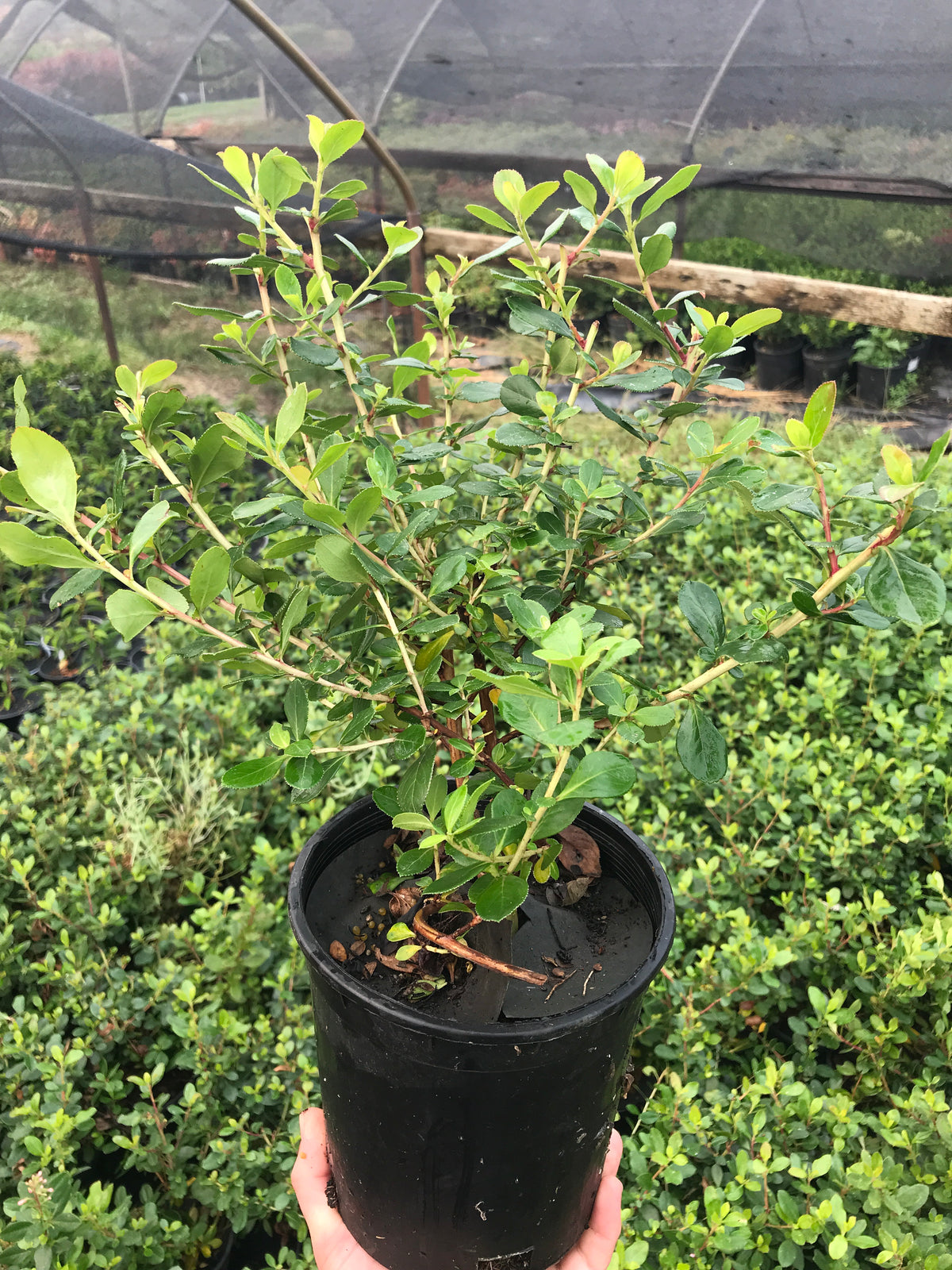 Escallonia &#39;Pink Princess&#39;