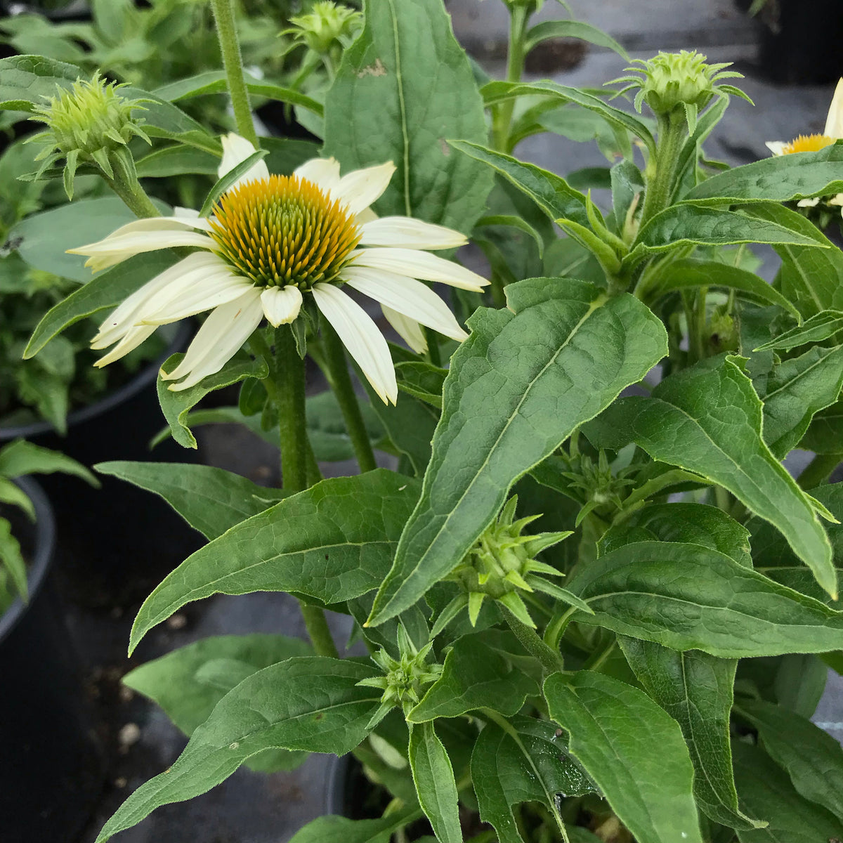 Echinacea ‘PowWow® White’