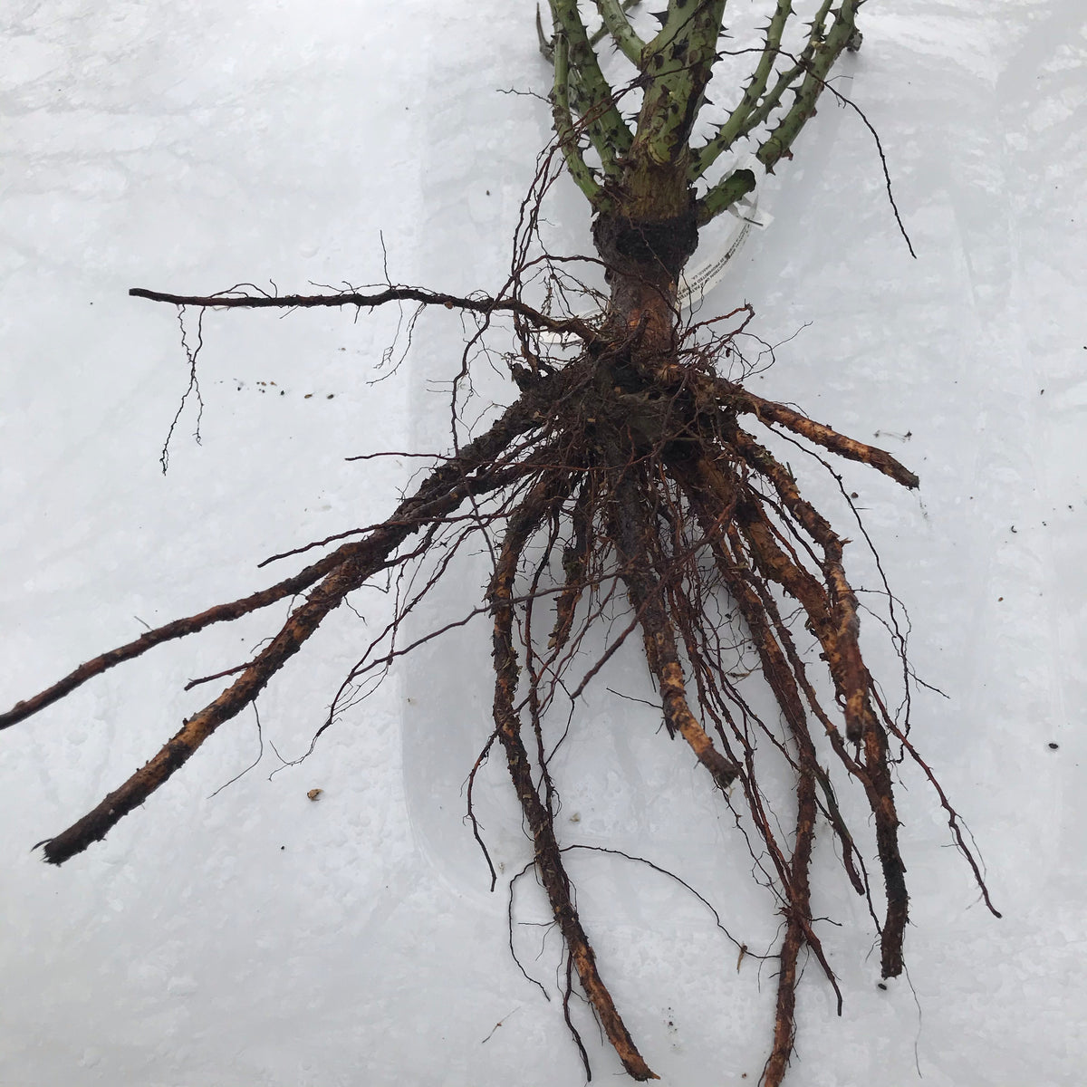 &#39;Honey Dijon&#39; Rose (Bare Root)