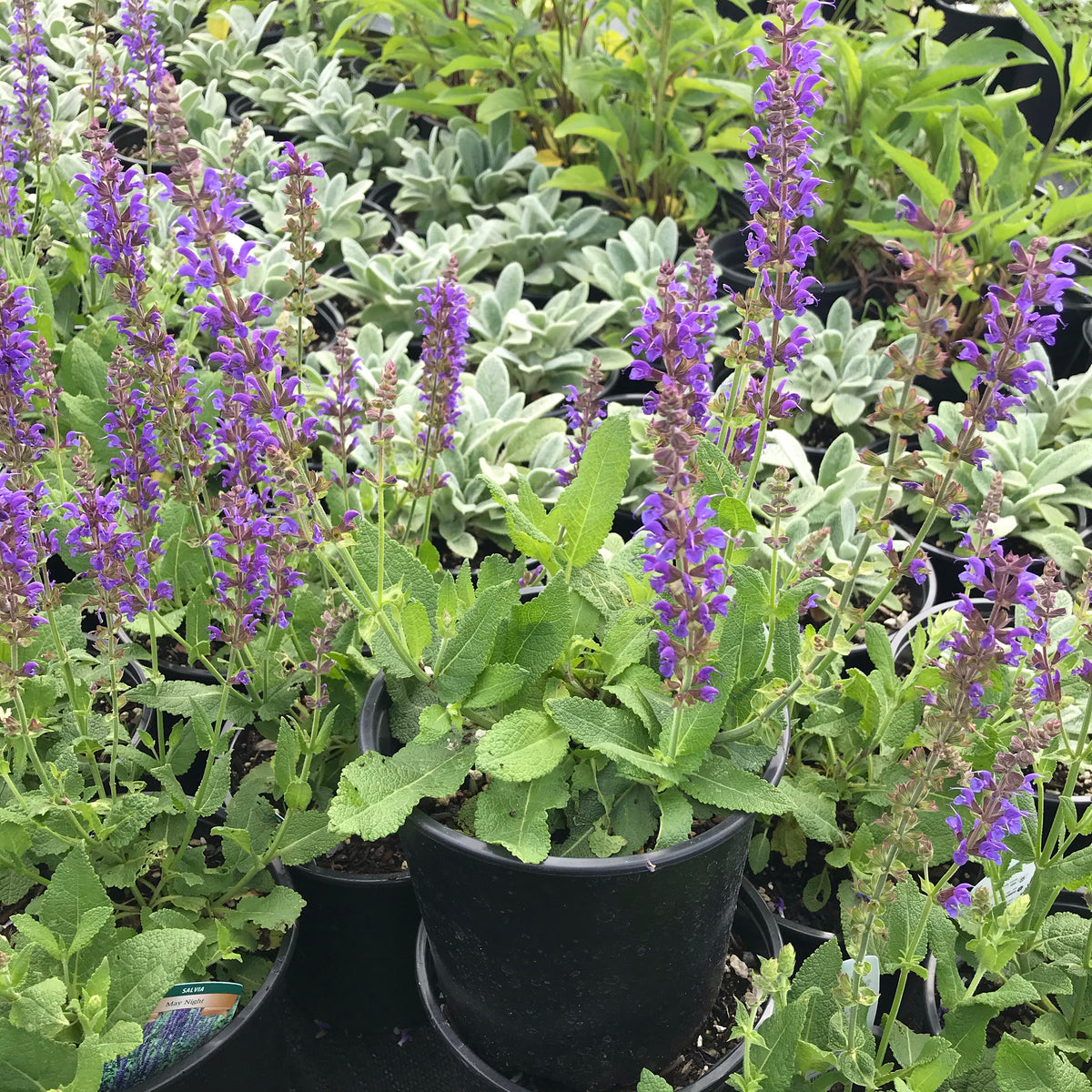 Salvia &#39;May Night&#39;