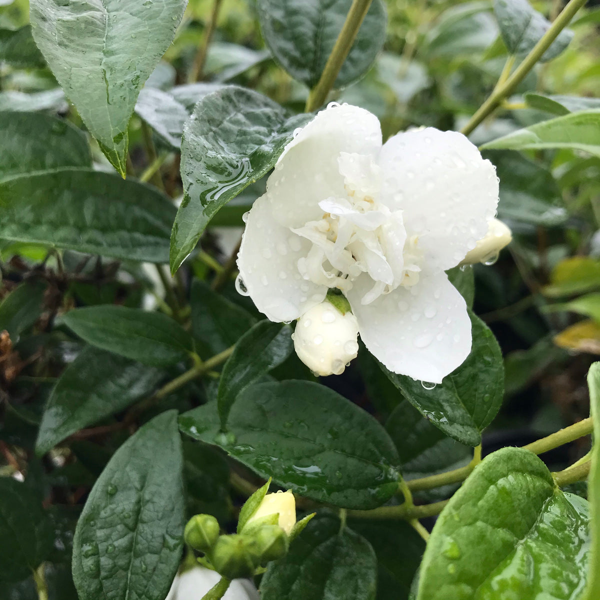 ‘Snowbelle’ Mock Orange