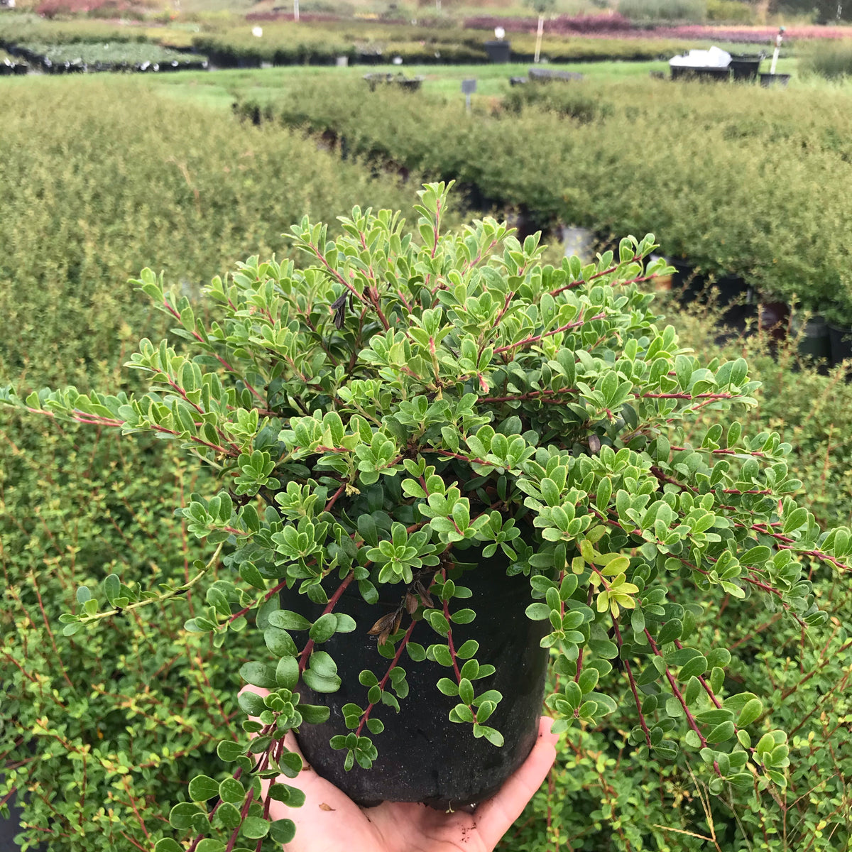 Kinnikinnick &#39;Massachusetts&#39;