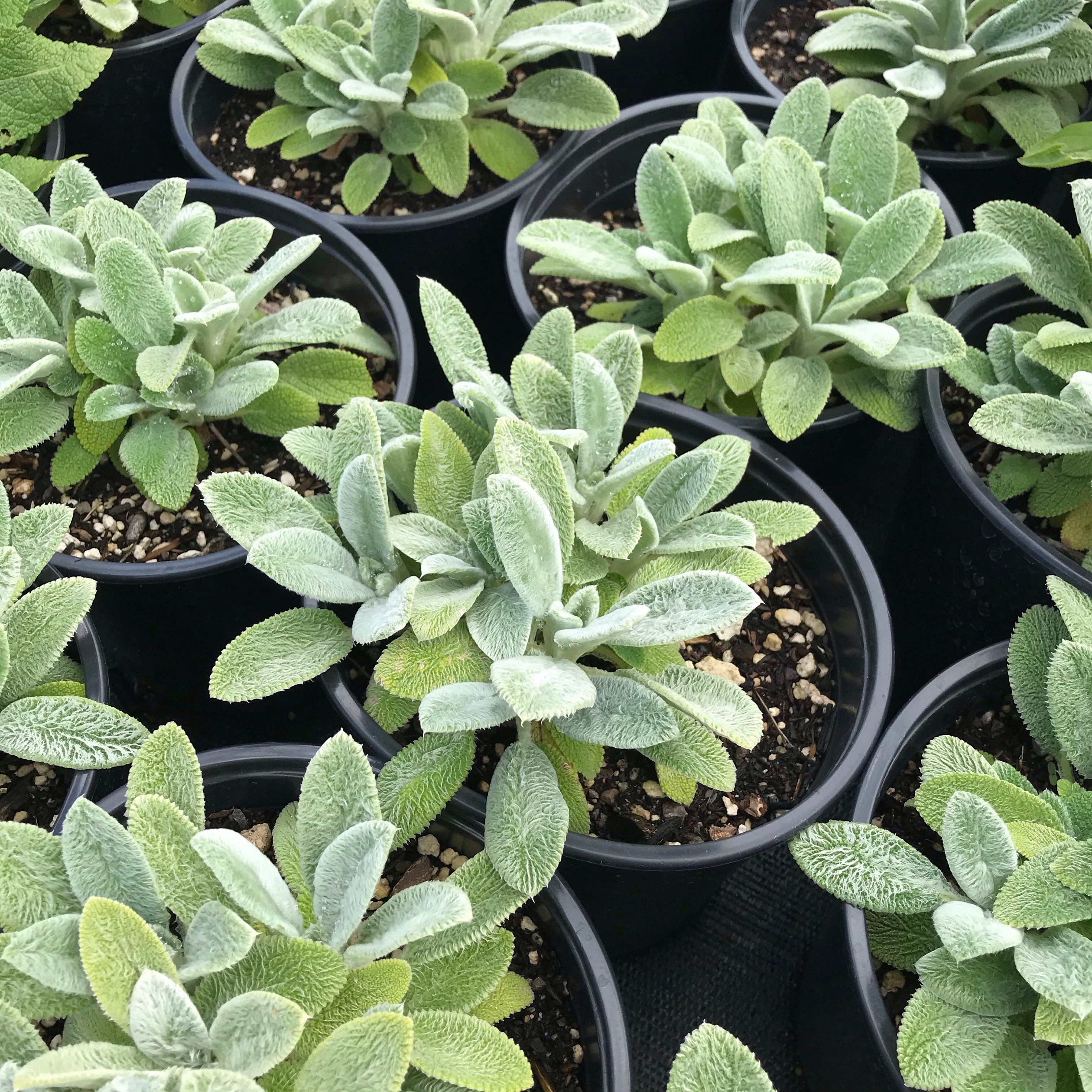 lambs ear plant indoors Silver Carpet Lamb's Ear for Sale Online