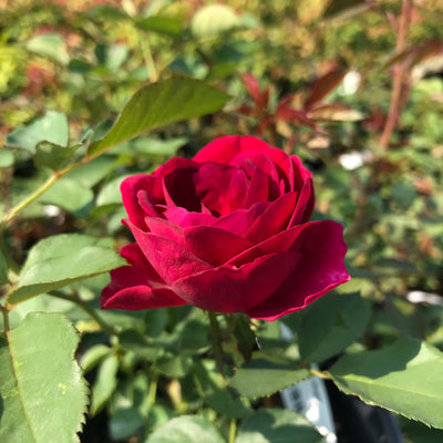 Celestial Night™ Rose