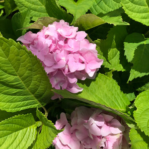 All Summer Beauty Hydrangea