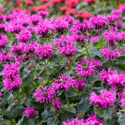 Bee Balm 'Bee-Free'