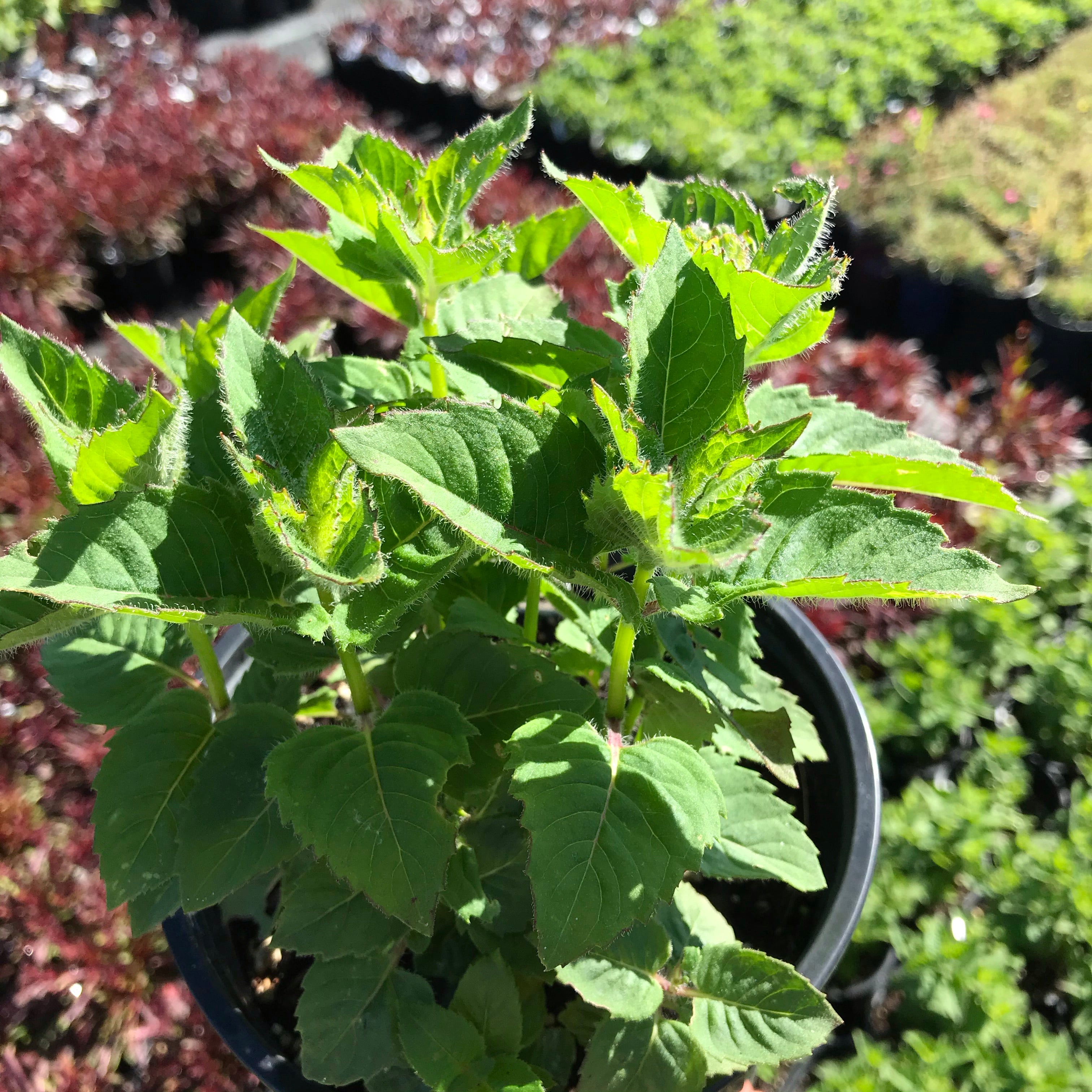 planting bee balm in pots Bee Balm 'Bee-free' for Sale Online