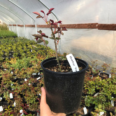 'Baby Talk' Rose