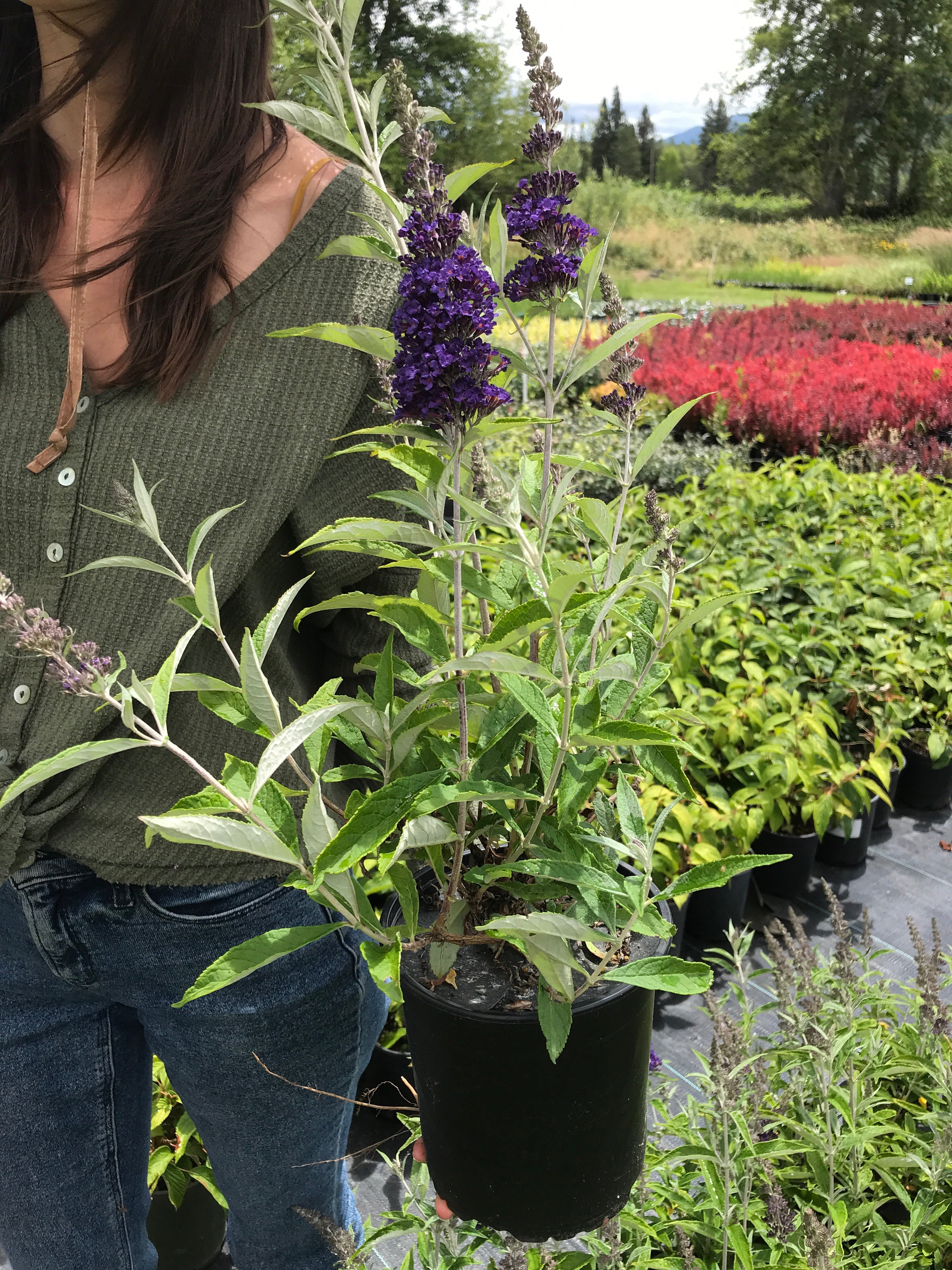 Butterfly Bush 'Buzz™ Midnight'