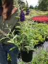 Butterfly Bush 'Buzz™ Midnight'