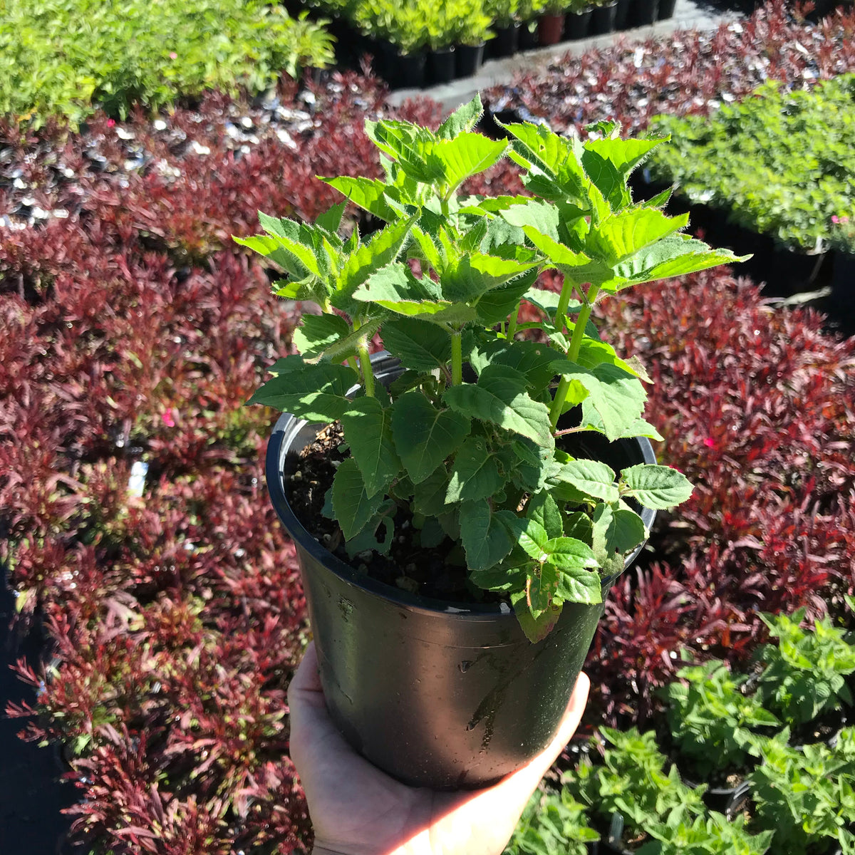 Bee Balm &#39;Bee-True&#39;