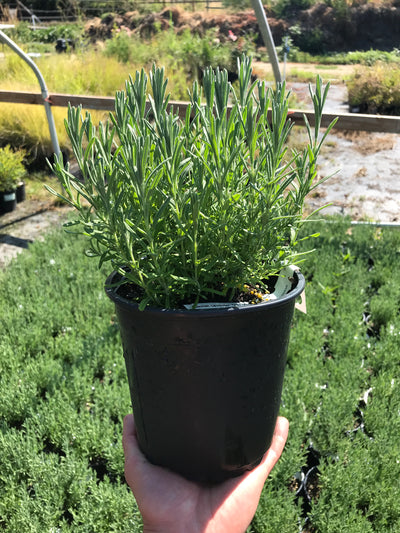 Spanish Lavender 'Otto Quast'