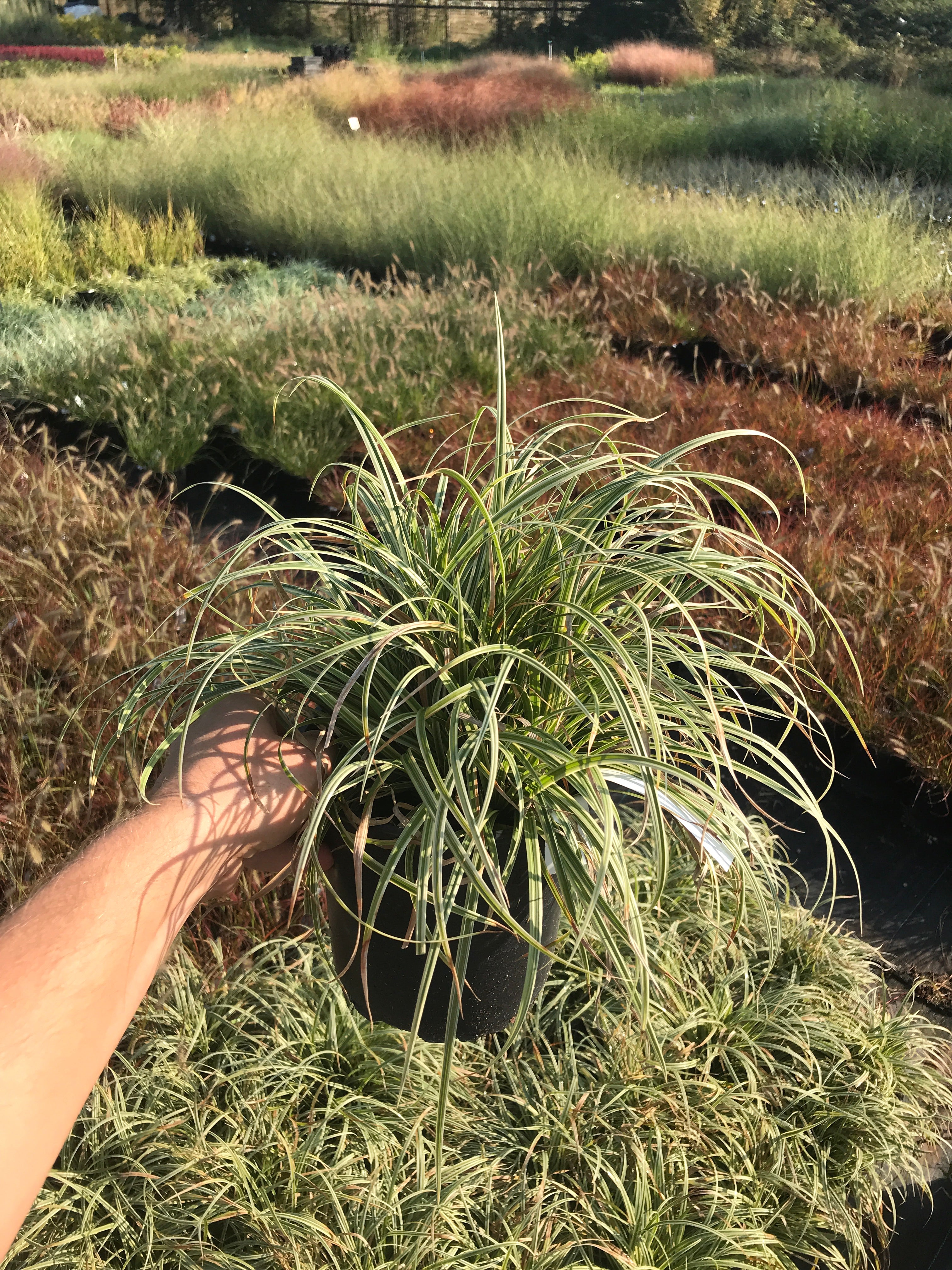 Carex 'Silver Sceptre'
