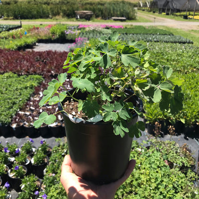 Columbine 'Origami Mix'