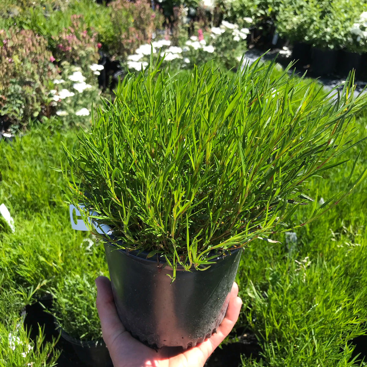 Coreopsis ‘American Dream’