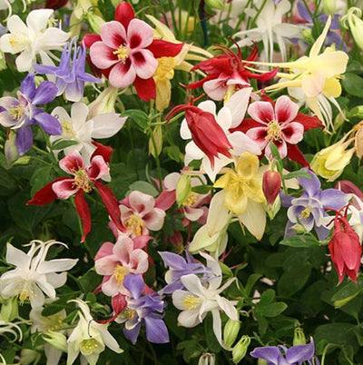 Columbine 'Origami Mix'