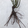'Distant Drums' Rose (Bare Root)
