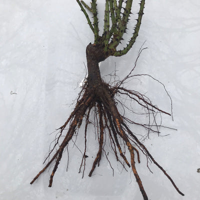 'Distant Drums' Rose (Bare Root)