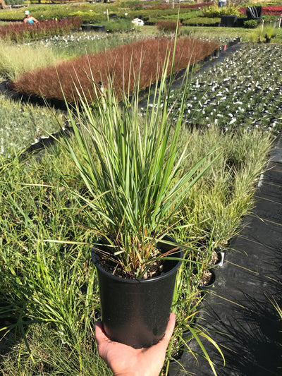 Feather Reed Grass 'Avalanche'