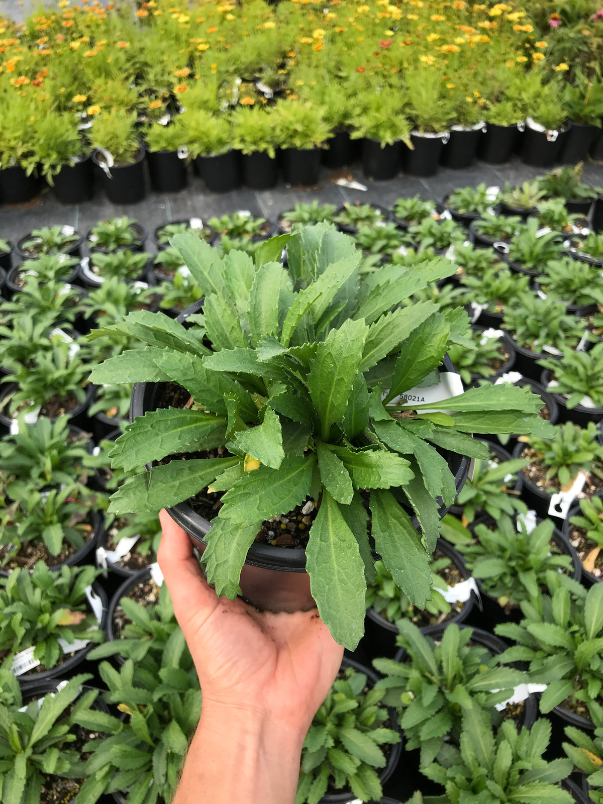 Snowcap Shasta Daisy