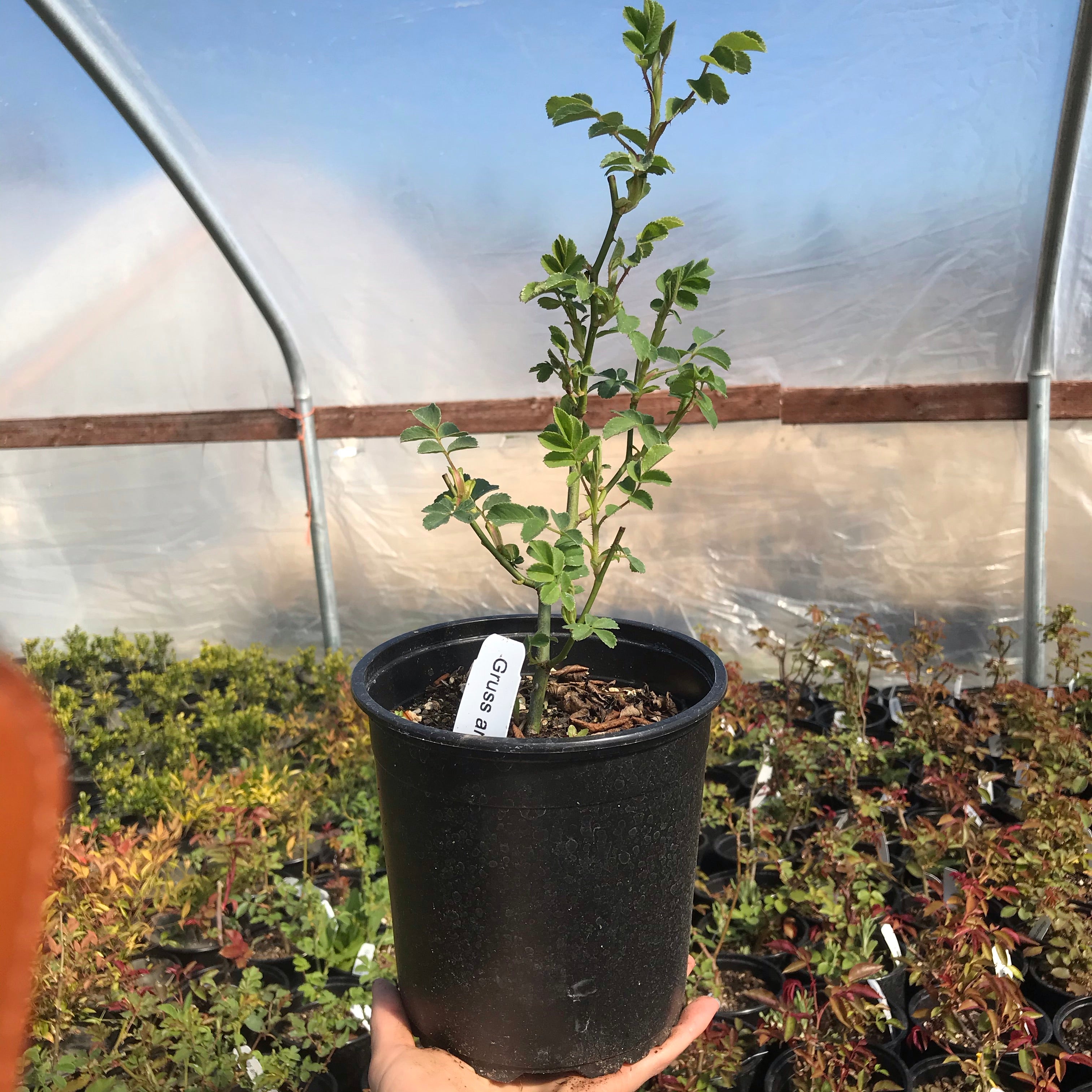 'Gruss an Aachen' Rose