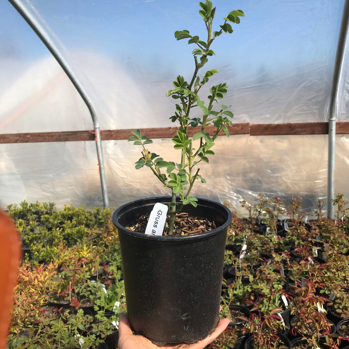 &#39;Gruss an Aachen&#39; Rose