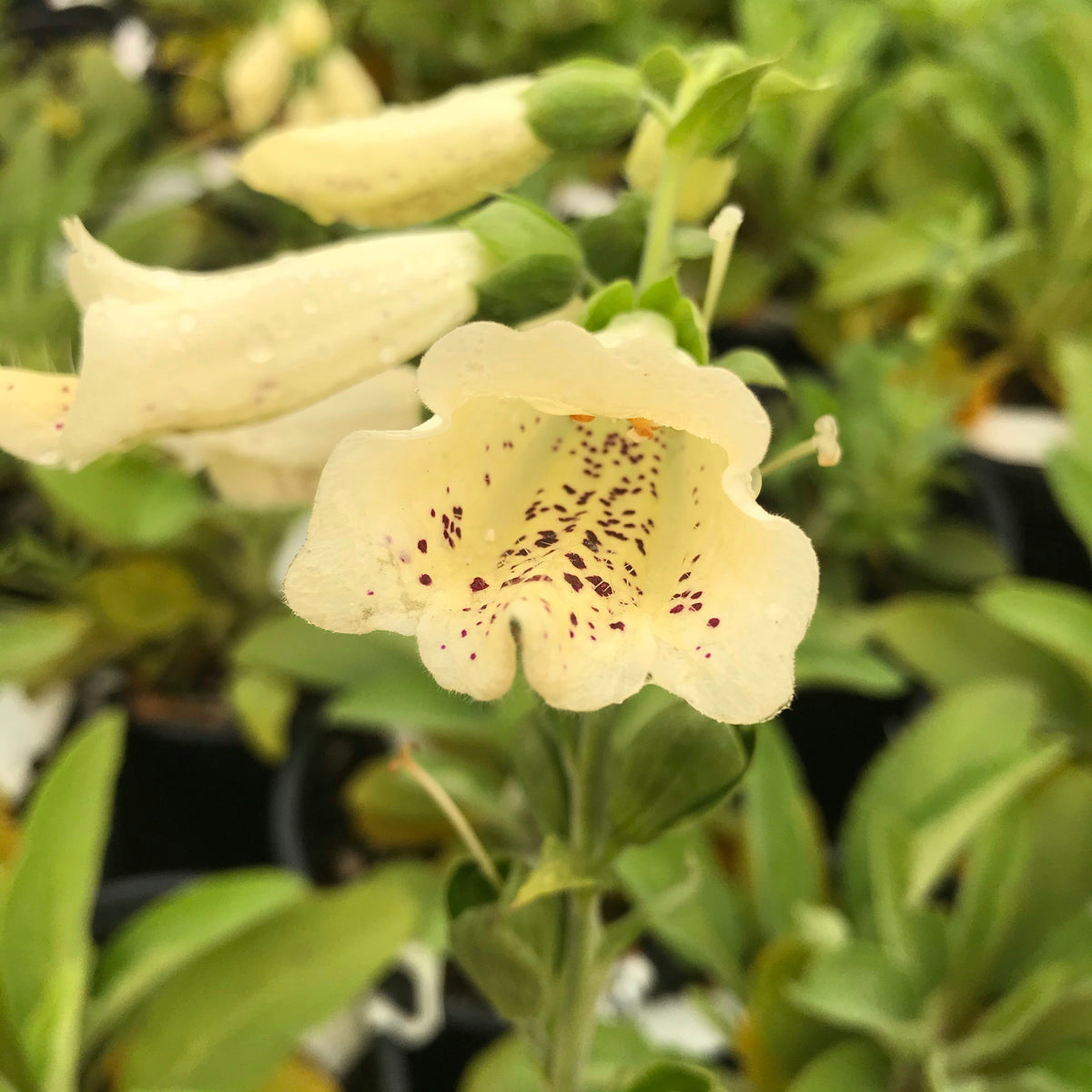 Foxglove &#39;Dalmatian Creme&#39;