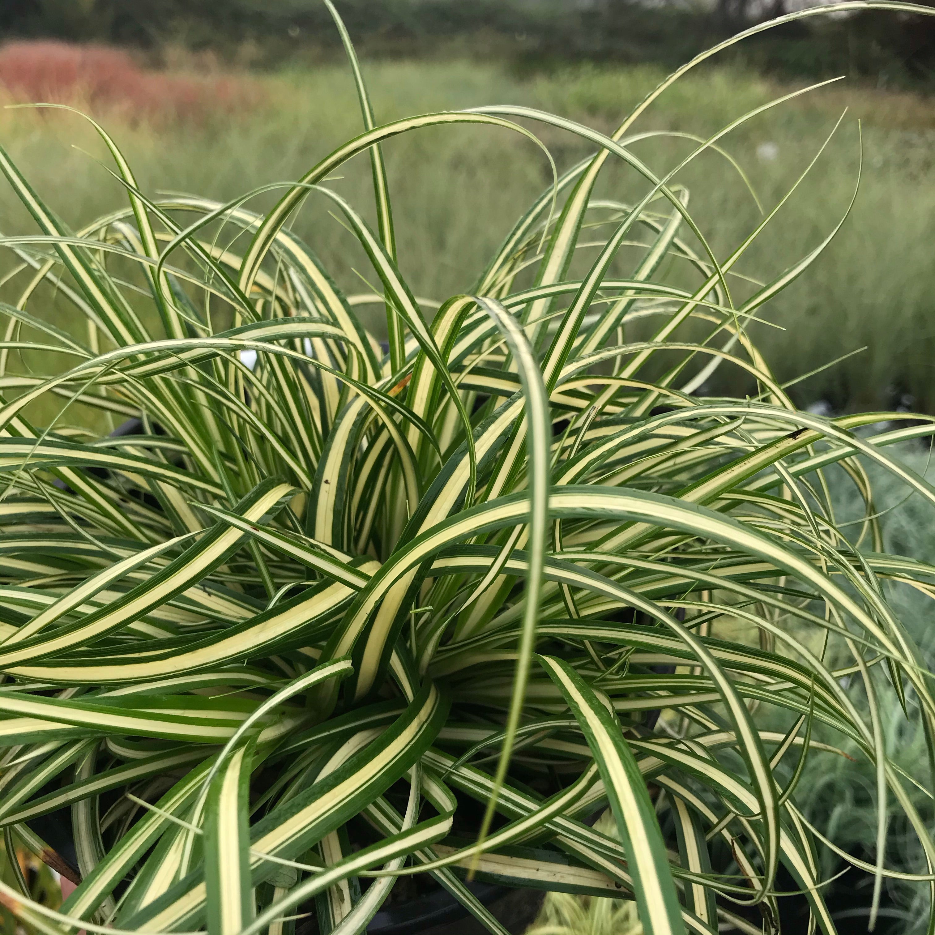 Ice Cream Japanese Sedge