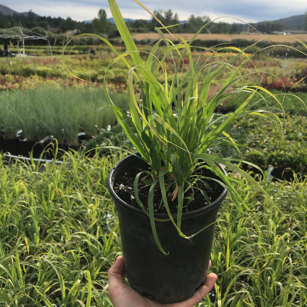 Lemon Grass for Sale Online The Greenhouse