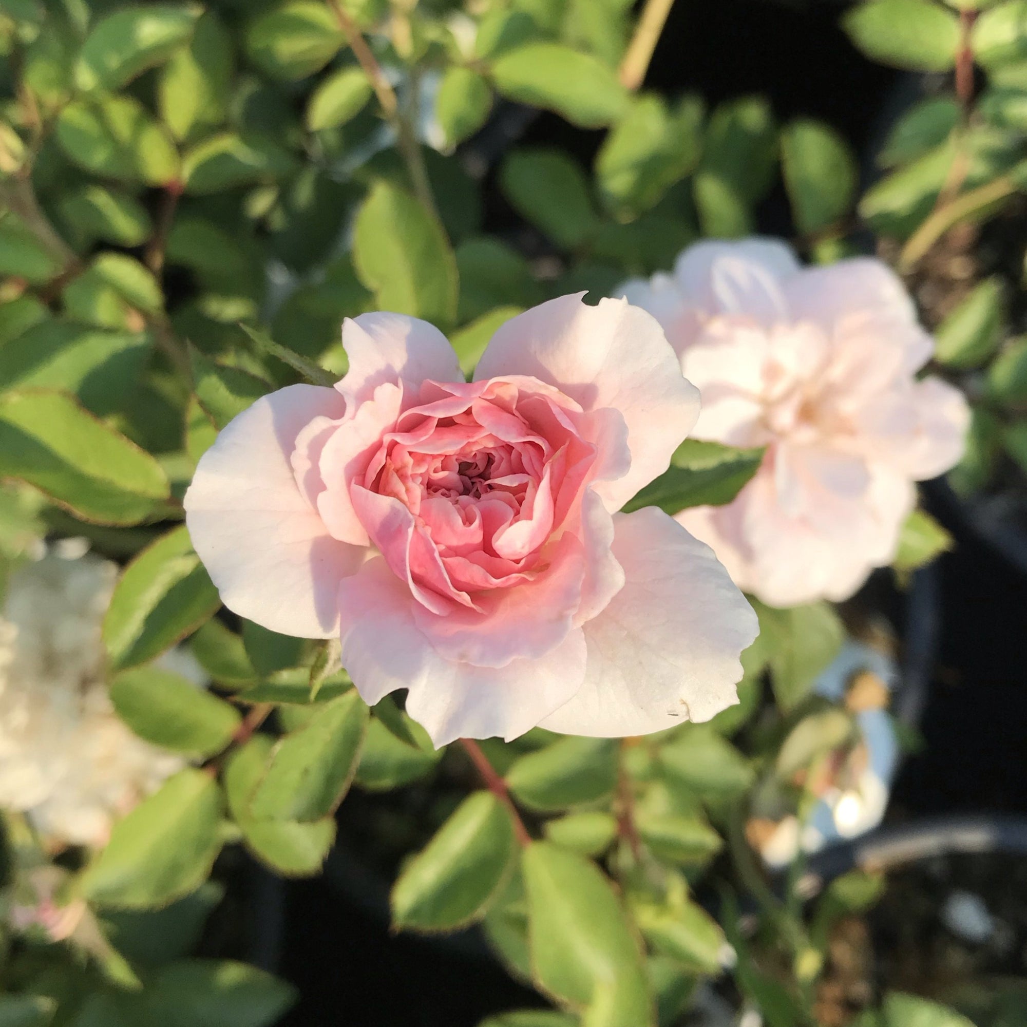 Rose Bonica