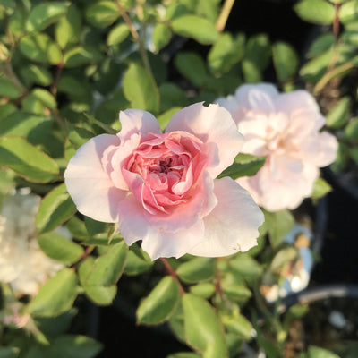 Rose Bonica