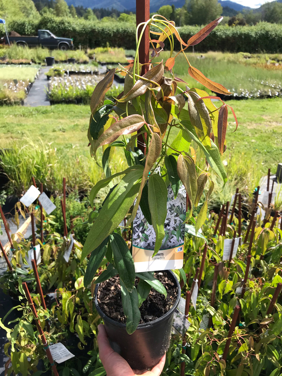 Clematis ‘Snowdrift’
