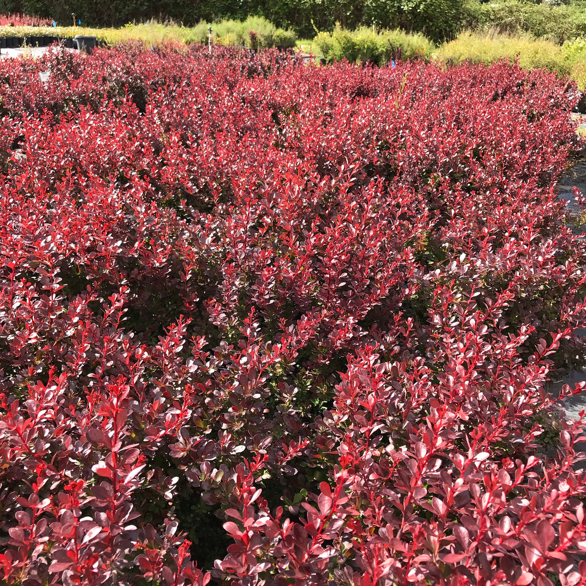 Barberry &#39;Crimson Pygmy&#39;